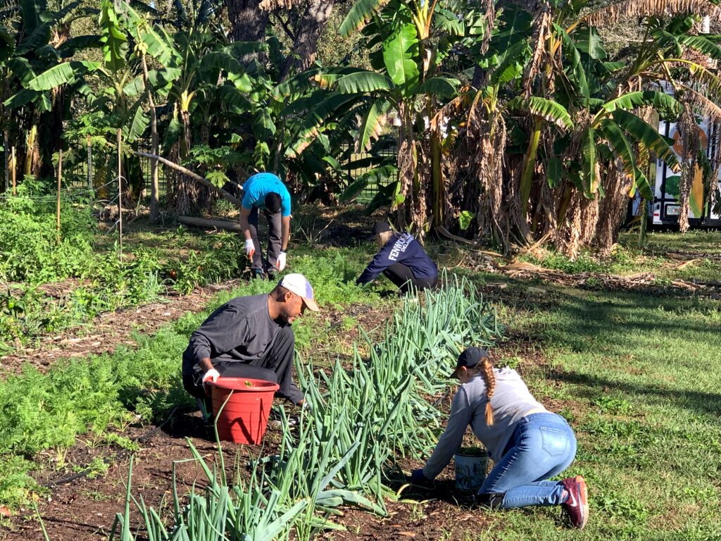 a group of people planting/gardening