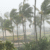 hurricane winds blowing palm trees
